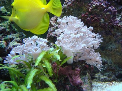 Rated #42: Corals Inverts - Anthelia Sp. - Waving Hand, Thick Stem Stocking In 55 Gallons Tank - My yellow tang grazing along side of a beautiful colony of pink pulsing xenia. Caulerpa taxifolia started growing off a small piece left on the rock with xenia on it. Rated #42: Corals Inverts - Anthelia Sp. - Waving Hand, Thick Stem Stocking In 55 Gallons Tank - My yellow tang grazing along side of a beautiful colony of pink pulsing xenia. Caulerpa taxifolia started growing off a small piece left on the rock with xenia on it.
