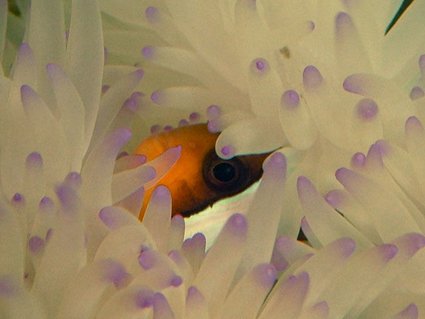 Rated #12: Corals Inverts - Condylactis Gigantea - Condy Anemone Stocking In 75 Gallons Tank - Clarkii & friend... Rated #12: Corals Inverts - Condylactis Gigantea - Condy Anemone Stocking In 75 Gallons Tank - Clarkii & friend...