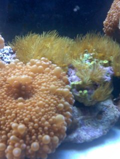 Rated #66: Corals Inverts - Ricordea Florida - Ricordea Mushroom Stocking In 80 Gallons Tank - Mushroom-Star Polyps (just fed) Rated #66: Corals Inverts - Ricordea Florida - Ricordea Mushroom Stocking In 80 Gallons Tank - Mushroom-Star Polyps (just fed)