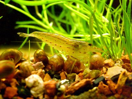 Rated #60: Corals Inverts - Caridina Japonica - Japonica Amano Shrimp Stocking In 16 Gallons Tank - Cardinia japonica Rated #60: Corals Inverts - Caridina Japonica - Japonica Amano Shrimp Stocking In 16 Gallons Tank - Cardinia japonica