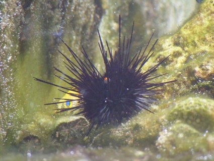Rated #81: Corals Inverts - Diadema Setosum - Longspine Urchin, Black Stocking In 80 Gallons Tank - Not something you would like to hug Rated #81: Corals Inverts - Diadema Setosum - Longspine Urchin, Black Stocking In 80 Gallons Tank - Not something you would like to hug