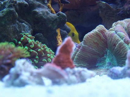 Rated #27: Corals Inverts - Trachyphyllia Geoffroyi - Brain Coral, Trachyphyllia Stocking In 92 Gallons Tank - Preview picture of the tank. I dont have any updated pictures yet. Coming soon though! Rated #27: Corals Inverts - Trachyphyllia Geoffroyi - Brain Coral, Trachyphyllia Stocking In 92 Gallons Tank - Preview picture of the tank. I dont have any updated pictures yet. Coming soon though!