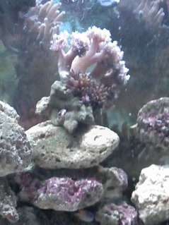 Rated #83: Corals Inverts Stocking In 90 Gallons Tank - My latest coral and anemones for my clown breeders. Rated #83: Corals Inverts Stocking In 90 Gallons Tank - My latest coral and anemones for my clown breeders.
