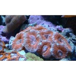 Rated #52: Corals Inverts - Acanthastrea Lordhowensis - Acan Lord Stocking In 75 Gallons Tank - acan lords Rated #52: Corals Inverts - Acanthastrea Lordhowensis - Acan Lord Stocking In 75 Gallons Tank - acan lords