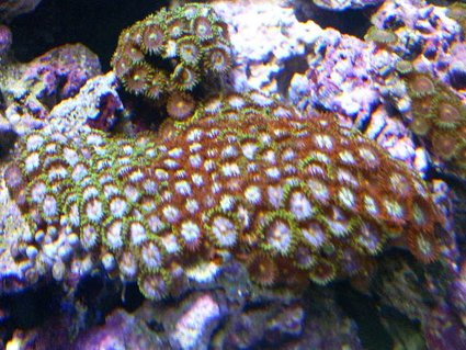 Rated #64: Corals Inverts - Zoanthus Sp. - Colony Polyp Stocking In 24 Gallons Tank - bright mixed zoo rock Rated #64: Corals Inverts - Zoanthus Sp. - Colony Polyp Stocking In 24 Gallons Tank - bright mixed zoo rock