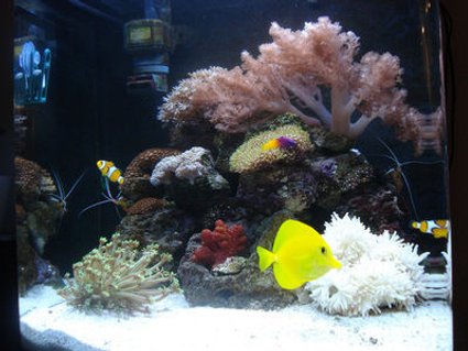 Rated #14: Corals Inverts - Goniopora Sp. - Flower Pot Coral Stocking In 30 Gallons Tank - Reef tank after 2 months. Rated #14: Corals Inverts - Goniopora Sp. - Flower Pot Coral Stocking In 30 Gallons Tank - Reef tank after 2 months.