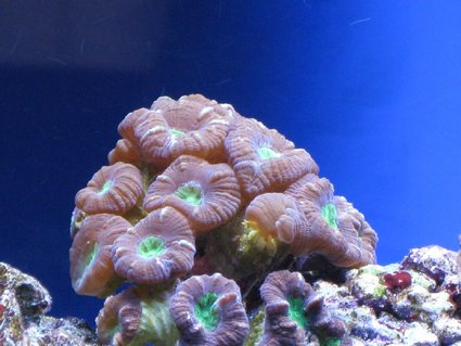 Rated #16: Corals Inverts - Caulastrea Furcata - Candy Cane Coral Stocking In 55 Gallons Tank - Candy Cane Rated #16: Corals Inverts - Caulastrea Furcata - Candy Cane Coral Stocking In 55 Gallons Tank - Candy Cane