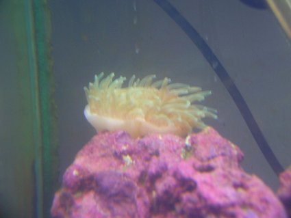 Rated #82: Corals Inverts - Entacmaea Quadricolor - Bubble Tip Anemone Stocking In 125 Gallons Tank - My green bubble anemone Rated #82: Corals Inverts - Entacmaea Quadricolor - Bubble Tip Anemone Stocking In 125 Gallons Tank - My green bubble anemone