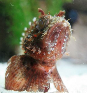 Rated #10: Corals Inverts - Haliotis Sp. - Abalone Stocking In 120 Gallons Tank - He sure is intriguingly ugly, yet majestic. Rated #10: Corals Inverts - Haliotis Sp. - Abalone Stocking In 120 Gallons Tank - He sure is intriguingly ugly, yet majestic.