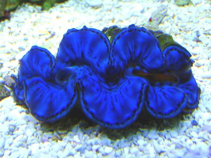 Rated #5: Corals Inverts - Tridacna Maxima - Blue Maxima Clam Stocking In 90 Gallons Tank - My Blue Maxima!!! Rated #5: Corals Inverts - Tridacna Maxima - Blue Maxima Clam Stocking In 90 Gallons Tank - My Blue Maxima!!!