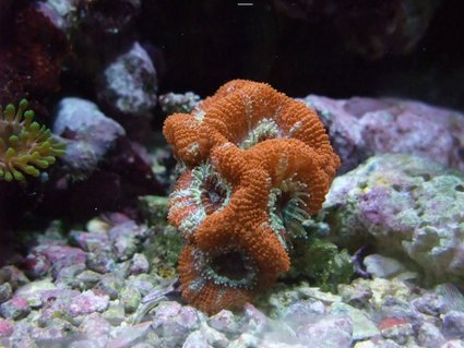 Rated #4: Corals Inverts - Acanthastrea Lordhowensis - Aussie Acan Lord Stocking In 130 Gallons Tank - Nice Little Acan :) Rated #4: Corals Inverts - Acanthastrea Lordhowensis - Aussie Acan Lord Stocking In 130 Gallons Tank - Nice Little Acan :)