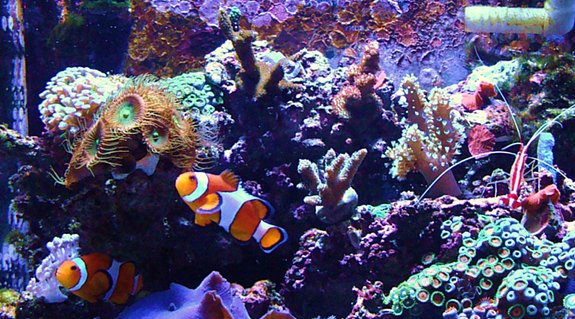 Rated #3: Corals Inverts - Protopalythoa Sp. - Button Polyp Stocking In 14 Gallons Tank - My First Reef Tank ( 10 month old Bio-Cube 14 ) Rated #3: Corals Inverts - Protopalythoa Sp. - Button Polyp Stocking In 14 Gallons Tank - My First Reef Tank ( 10 month old Bio-Cube 14 )