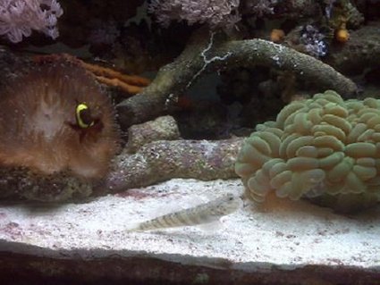 Rated #20: Corals Inverts - Plerogyra Sinuosa - Bubble Coral, Green Stocking In 75 Gallons Tank - Maroon clown hosting anemone, pink spot goby showing off, partial green bubble. Rated #20: Corals Inverts - Plerogyra Sinuosa - Bubble Coral, Green Stocking In 75 Gallons Tank - Maroon clown hosting anemone, pink spot goby showing off, partial green bubble.