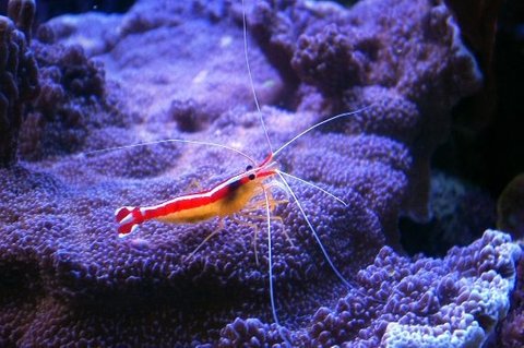 Rated #3: Corals Inverts - Lysmata Amboinensis - Scarlet Skunk Cleaner Shrimp Stocking In 150 Gallons Tank - cleaner shrimp on montipora undata Rated #3: Corals Inverts - Lysmata Amboinensis - Scarlet Skunk Cleaner Shrimp Stocking In 150 Gallons Tank - cleaner shrimp on montipora undata