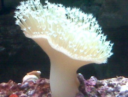 Rated #1: Corals Inverts - Sarcophyton Sp. - Toadstool Mushroom Leather Coral Stocking In 90 Gallons Tank - white leather coral Rated #1: Corals Inverts - Sarcophyton Sp. - Toadstool Mushroom Leather Coral Stocking In 90 Gallons Tank - white leather coral