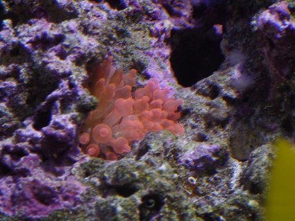Rated #8: Corals Inverts - Entacmaea Quadricolor - Rose Bulb Anemone Stocking In 150 Gallons Tank - Bubble tip anemone Rated #8: Corals Inverts - Entacmaea Quadricolor - Rose Bulb Anemone Stocking In 150 Gallons Tank - Bubble tip anemone