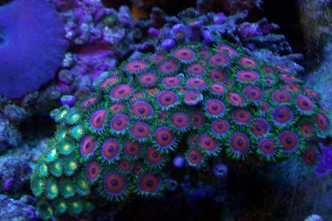 Rated #1: Corals Inverts - Zoanthus Sp. - Button Polyp Stocking In 46 Gallons Tank - A good shot of my red and green zoos Rated #1: Corals Inverts - Zoanthus Sp. - Button Polyp Stocking In 46 Gallons Tank - A good shot of my red and green zoos