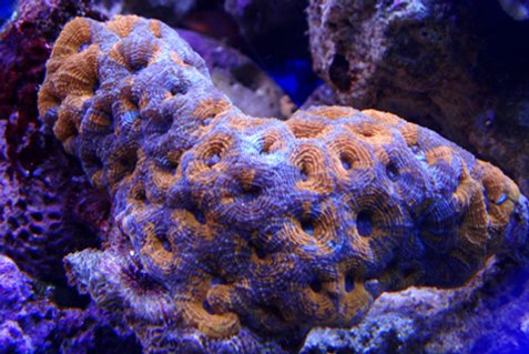 Rated #4: Corals Inverts - Acanthastrea Sp. - Acan Stocking In 100 Gallons Tank - my latest addition acan Rated #4: Corals Inverts - Acanthastrea Sp. - Acan Stocking In 100 Gallons Tank - my latest addition acan