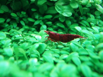 Rated #6: Corals Inverts - Neocaridina Denticulata Sinensis - Red Cherry Shrimp Stocking In 91 Gallons Tank - the red cherry shrimp.. Rated #6: Corals Inverts - Neocaridina Denticulata Sinensis - Red Cherry Shrimp Stocking In 91 Gallons Tank - the red cherry shrimp..