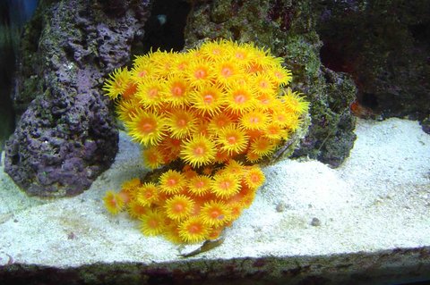 Rated #3: Corals Inverts - Tubastrea Faulkneri - Orange Sun Coral Stocking In 30 Gallons Tank - sun coral Rated #3: Corals Inverts - Tubastrea Faulkneri - Orange Sun Coral Stocking In 30 Gallons Tank - sun coral
