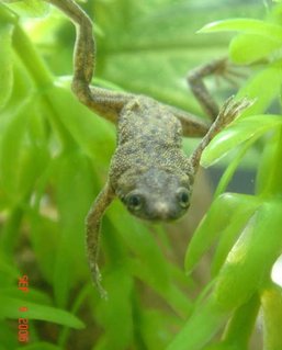 Rated #10: Corals Inverts - Hymenochirus Boettgeri - African Dwarf Frog Stocking In 50 Gallons Tank - dwarf frog Rated #10: Corals Inverts - Hymenochirus Boettgeri - African Dwarf Frog Stocking In 50 Gallons Tank - dwarf frog