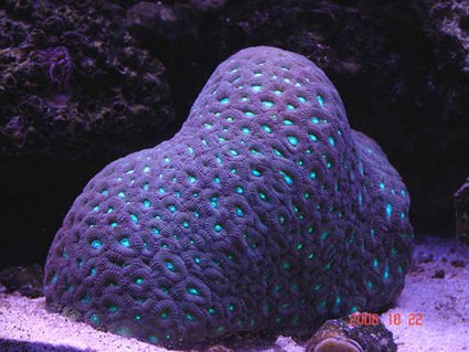 Rated #5: Corals Inverts - Favites Sp. - Neon Eye Favia Brain Stocking In 90 Gallons Tank - open brain Rated #5: Corals Inverts - Favites Sp. - Neon Eye Favia Brain Stocking In 90 Gallons Tank - open brain