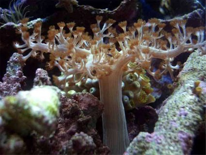 Rated #28: Corals Inverts - Paralemnalia Sp. - Tree Coral Stocking In 14 Gallons Tank - Tree soft coral Rated #28: Corals Inverts - Paralemnalia Sp. - Tree Coral Stocking In 14 Gallons Tank - Tree soft coral