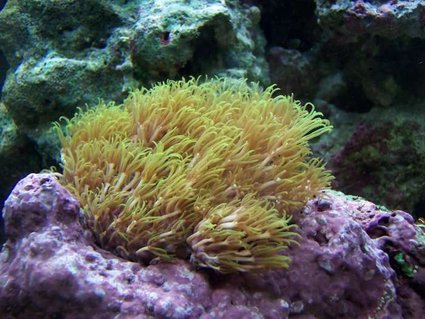 Rated #46: Corals Inverts - Briareum Sp. - Starburst Polyp Stocking In 72 Gallons Tank - Green Star Polyps Rated #46: Corals Inverts - Briareum Sp. - Starburst Polyp Stocking In 72 Gallons Tank - Green Star Polyps
