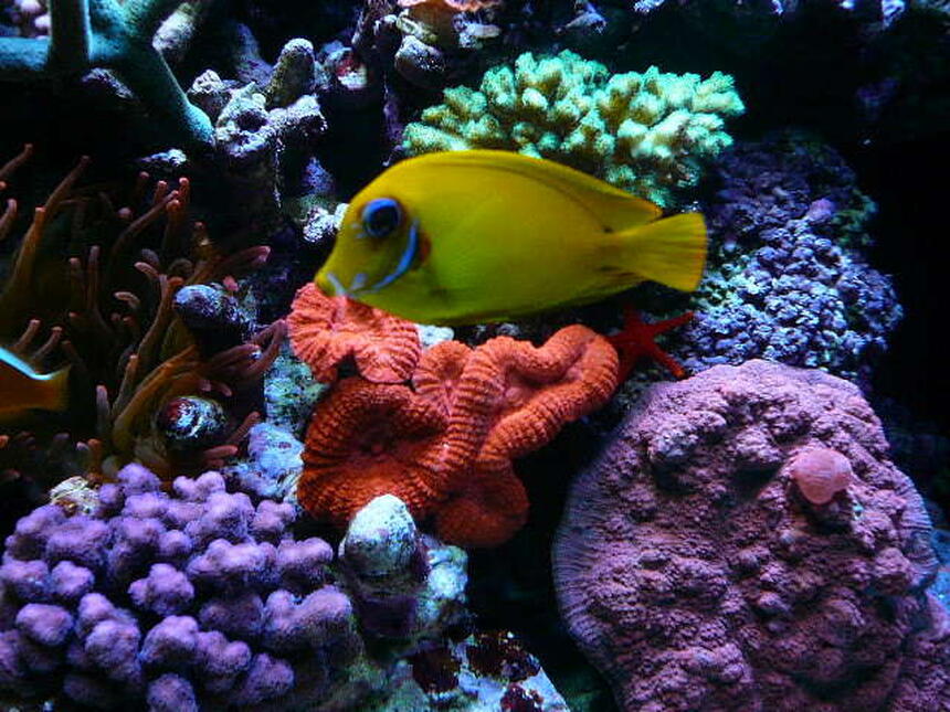 Rated #3: Corals Inverts - Lobophyllia Hemprichii - Brain Coral, Lobophyllia Stocking In 110 Gallons Tank - colors-31 Rated #3: Corals Inverts - Lobophyllia Hemprichii - Brain Coral, Lobophyllia Stocking In 110 Gallons Tank - colors-31'' deep