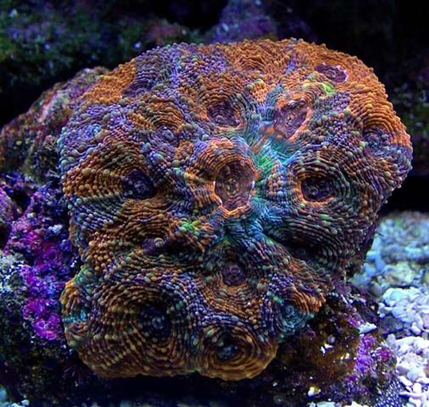 Rated #9: Corals Inverts - Acanthastrea Echinata - Rainbow Acan Stocking In 135 Gallons Tank Rated #9: Corals Inverts - Acanthastrea Echinata - Rainbow Acan Stocking In 135 Gallons Tank
