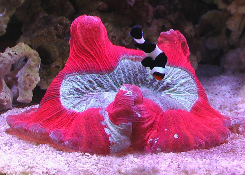 Rated #3: Corals Inverts - Trachyphyllia Geoffroyi - Brain Coral, Trachyphyllia Stocking In 100 Gallons Tank - Bali Brain Rated #3: Corals Inverts - Trachyphyllia Geoffroyi - Brain Coral, Trachyphyllia Stocking In 100 Gallons Tank - Bali Brain