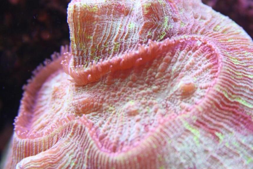 Rated #6: Corals Inverts - Trachyphyllia Geoffroyi - Brain Coral, Trachyphyllia Stocking In 90 Gallons Tank - Brain open Rated #6: Corals Inverts - Trachyphyllia Geoffroyi - Brain Coral, Trachyphyllia Stocking In 90 Gallons Tank - Brain open