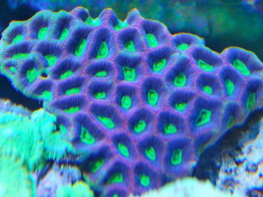 Rated #5: Corals Inverts - Favites Sp. - Brain Coral, Favites Stocking In 55 Gallons Tank - prizm favia truly natures art Rated #5: Corals Inverts - Favites Sp. - Brain Coral, Favites Stocking In 55 Gallons Tank - prizm favia truly natures art