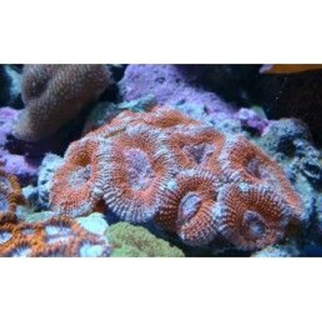 Rated #59: Corals Inverts - Acanthastrea Lordhowensis - Acan Lord Stocking In 75 Gallons Tank - acan lords Rated #59: Corals Inverts - Acanthastrea Lordhowensis - Acan Lord Stocking In 75 Gallons Tank - acan lords