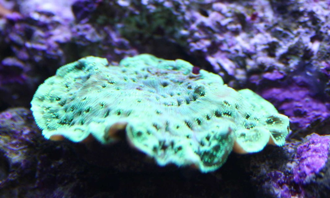 Rated #56: Corals Inverts - Echinophyllia Aspera - Chalice Coral, Bubble Gum Stocking In 110 Gallons Tank - Forgot what this Rated #56: Corals Inverts - Echinophyllia Aspera - Chalice Coral, Bubble Gum Stocking In 110 Gallons Tank - Forgot what this