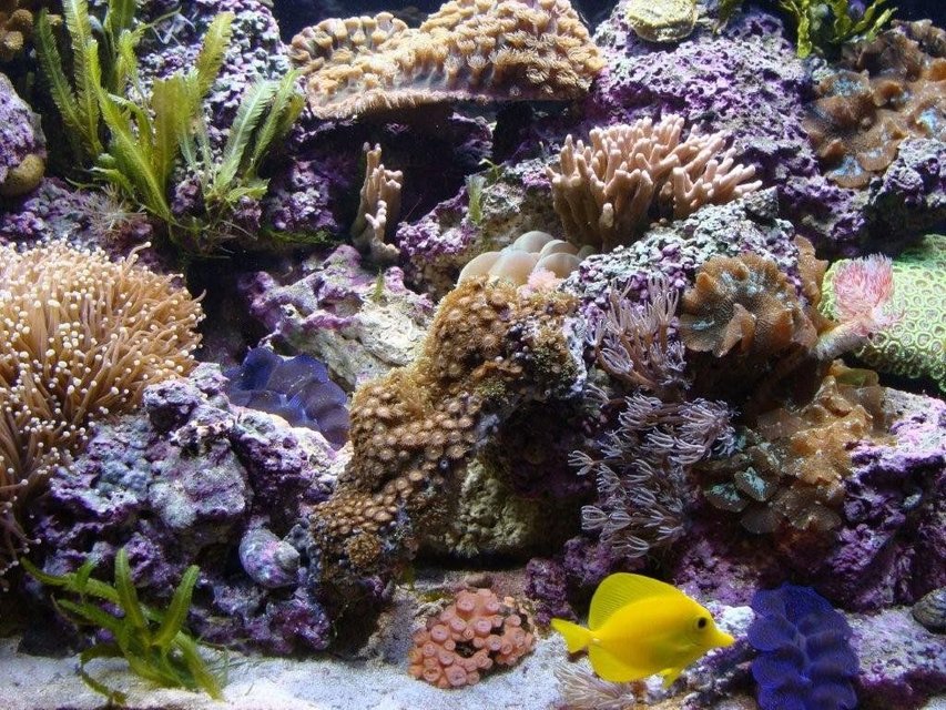 Rated #17: Corals Inverts - Euphyllia Glabrescens - Torch Coral Stocking In 90 Gallons Tank - my tank Rated #17: Corals Inverts - Euphyllia Glabrescens - Torch Coral Stocking In 90 Gallons Tank - my tank