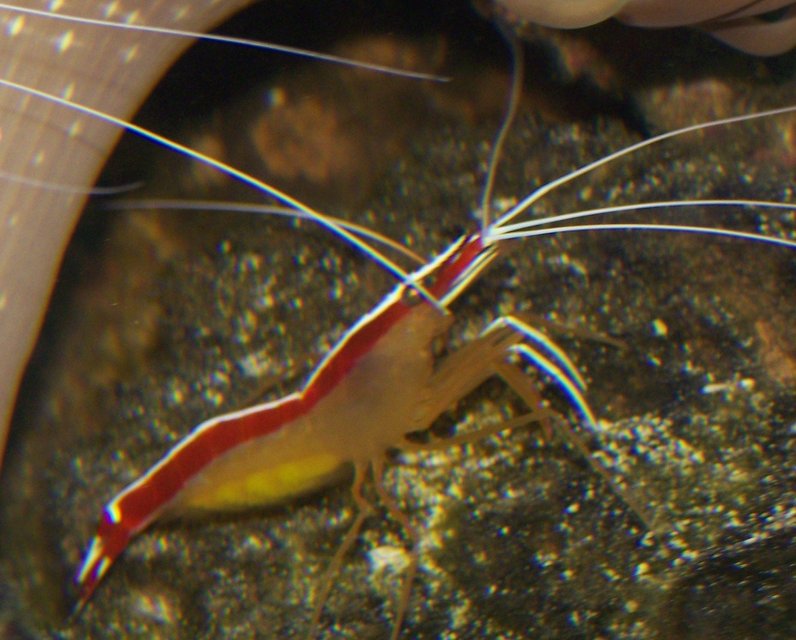 Rated #47: Corals Inverts - Lysmata Amboinensis - Scarlet Skunk Cleaner Shrimp Stocking In 65 Gallons Tank - cleaner shrimp Rated #47: Corals Inverts - Lysmata Amboinensis - Scarlet Skunk Cleaner Shrimp Stocking In 65 Gallons Tank - cleaner shrimp