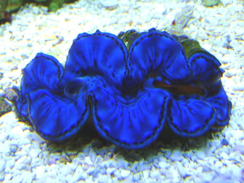 Rated #13: Corals Inverts - Tridacna Maxima - Blue Maxima Clam Stocking In 90 Gallons Tank - My Blue Maxima!!!