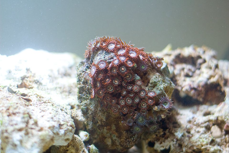 Rated #53: Corals Inverts - Zoanthus Sp. - Colony Polyp Stocking In 29 Gallons Tank - Multi Colored Polyps perched on a rock Rated #53: Corals Inverts - Zoanthus Sp. - Colony Polyp Stocking In 29 Gallons Tank - Multi Colored Polyps perched on a rock