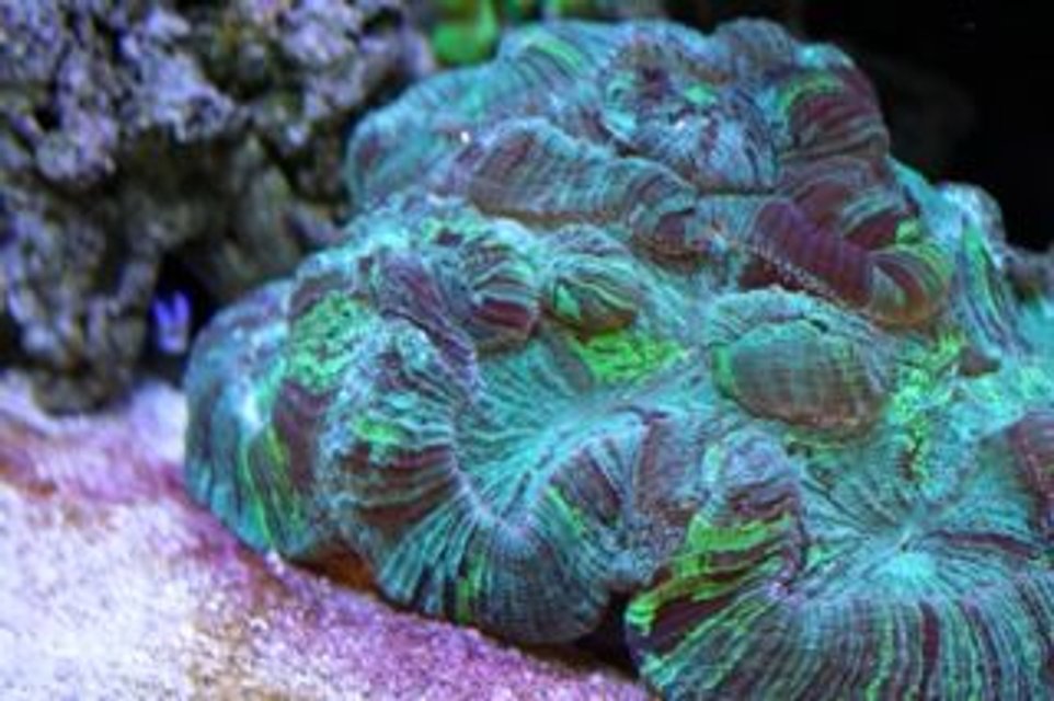 Rated #9: Corals Inverts - Trachyphyllia Radiata - Brain Coral Stocking In 210 Gallons Tank - BRRRRAAAAAIIIIIIINNNNNNSSSS!!! Wesslophyillia Open Brain Rated #9: Corals Inverts - Trachyphyllia Radiata - Brain Coral Stocking In 210 Gallons Tank - BRRRRAAAAAIIIIIIINNNNNNSSSS!!! Wesslophyillia Open Brain