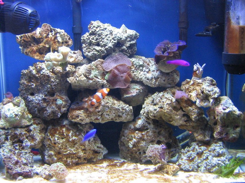 Rated #19: Corals Inverts - Actinodiscus Sp. - Blue Mushroom Stocking In 14 Gallons Tank - 14 gallon reef tank Rated #19: Corals Inverts - Actinodiscus Sp. - Blue Mushroom Stocking In 14 Gallons Tank - 14 gallon reef tank