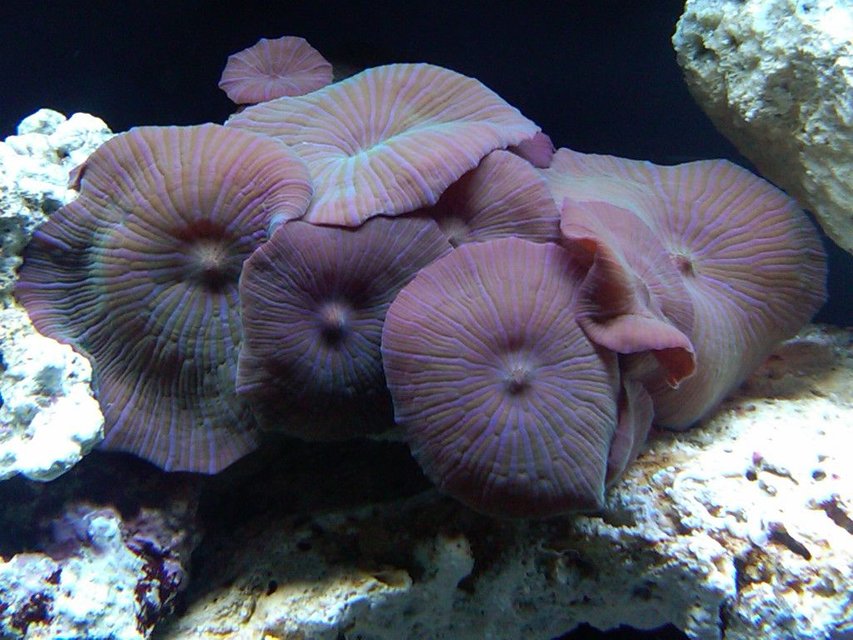 Rated #23: Corals Inverts - Actinodiscus Sp. - Blue Mushroom Stocking In 55 Gallons Tank - Mushrooms Rated #23: Corals Inverts - Actinodiscus Sp. - Blue Mushroom Stocking In 55 Gallons Tank - Mushrooms