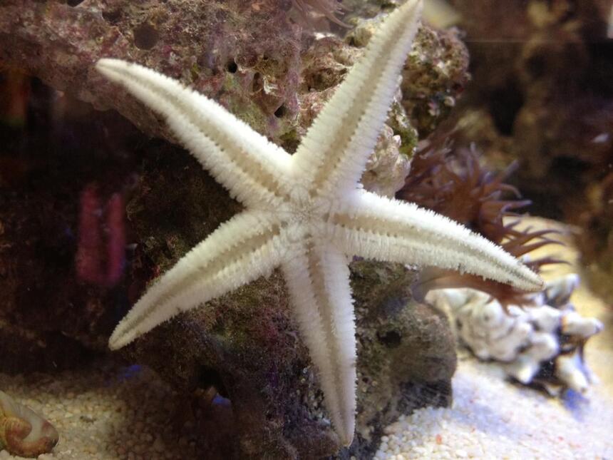 Rated #6: Corals Inverts - Astropecten Polycanthus - Sand Sifting Sea Star Stocking In 22 Gallons Tank - My Super Sand Shifting Starfish trying to shift glass! Rated #6: Corals Inverts - Astropecten Polycanthus - Sand Sifting Sea Star Stocking In 22 Gallons Tank - My Super Sand Shifting Starfish trying to shift glass!