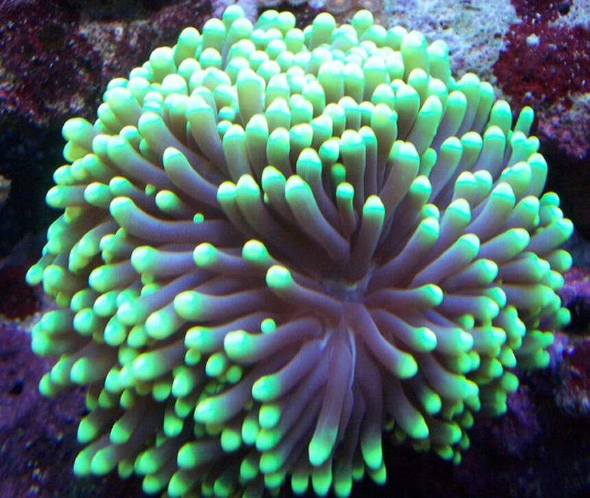 Rated #6: Corals Inverts - Euphyllia Glabrescens - Torch Coral Stocking In 150 Gallons Tank - Green torch Rated #6: Corals Inverts - Euphyllia Glabrescens - Torch Coral Stocking In 150 Gallons Tank - Green torch