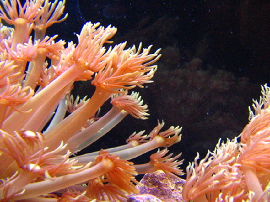 Rated #8: Corals Inverts - Goniopora Sp. - Flower Pot Coral Stocking In 46 Gallons Tank - Flowerpots Rated #8: Corals Inverts - Goniopora Sp. - Flower Pot Coral Stocking In 46 Gallons Tank - Flowerpots