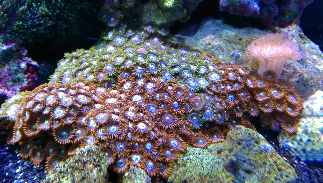 Rated #2: Corals Inverts Stocking In 75 Gallons Tank - fire and ice zoas and a similar looking colony of green and blue... not sure what they are called Rated #2: Corals Inverts Stocking In 75 Gallons Tank - fire and ice zoas and a similar looking colony of green and blue... not sure what they are called