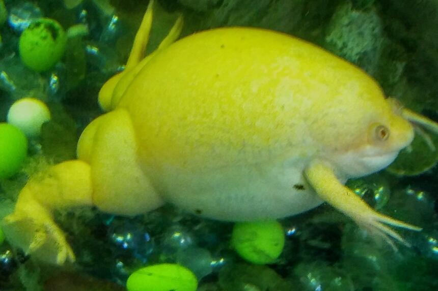 Rated #1: Corals Inverts Stocking In 35 Gallons Tank - Albino frog; African crawled frog (I think) Rated #1: Corals Inverts Stocking In 35 Gallons Tank - Albino frog; African crawled frog (I think)