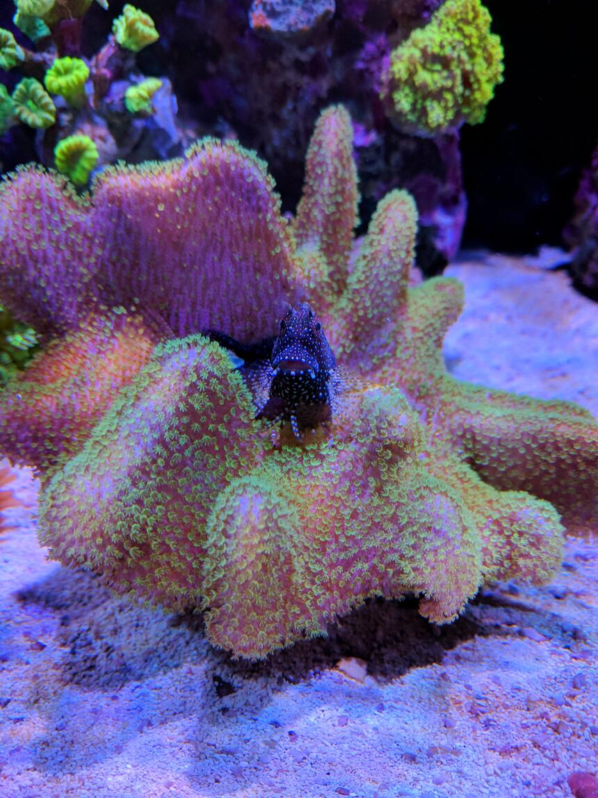 Rated #2: Corals Inverts Stocking In 90 Gallons Tank - Algae blenny over toadstool coral Rated #2: Corals Inverts Stocking In 90 Gallons Tank - Algae blenny over toadstool coral