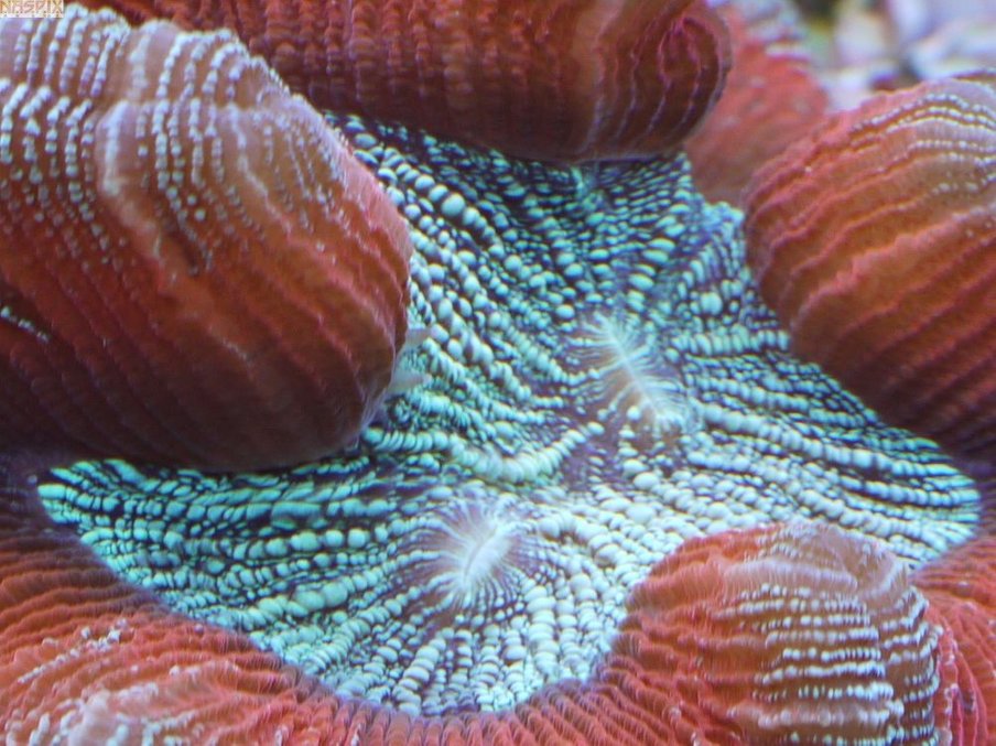 corals inverts - trachyphyllia geoffroyi - brain coral stocking in 65 gallons tank - The Pocket corals inverts - trachyphyllia geoffroyi - brain coral stocking in 65 gallons tank - The Pocket