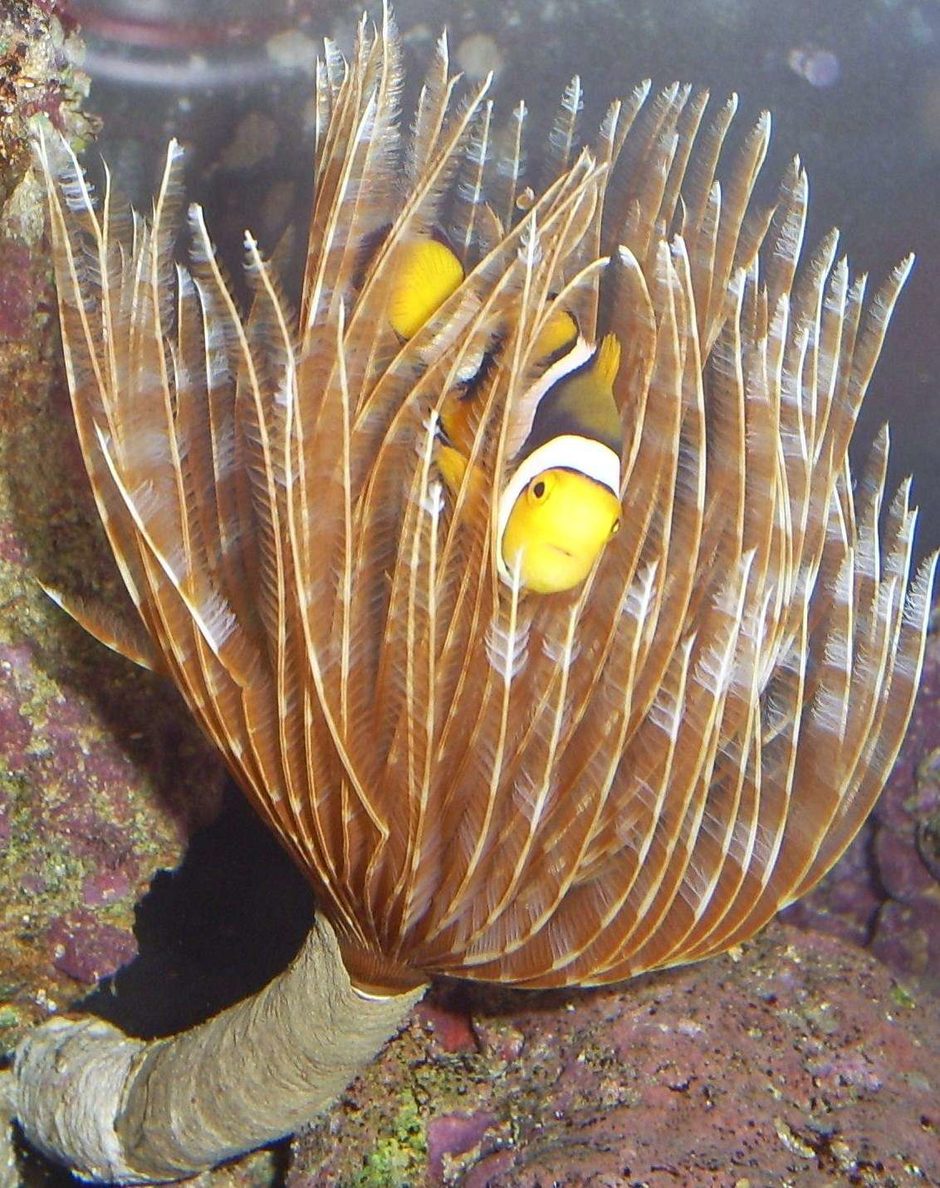 Feather Duster (sabellastarte sp.) Photos